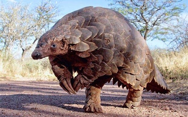 pangolin